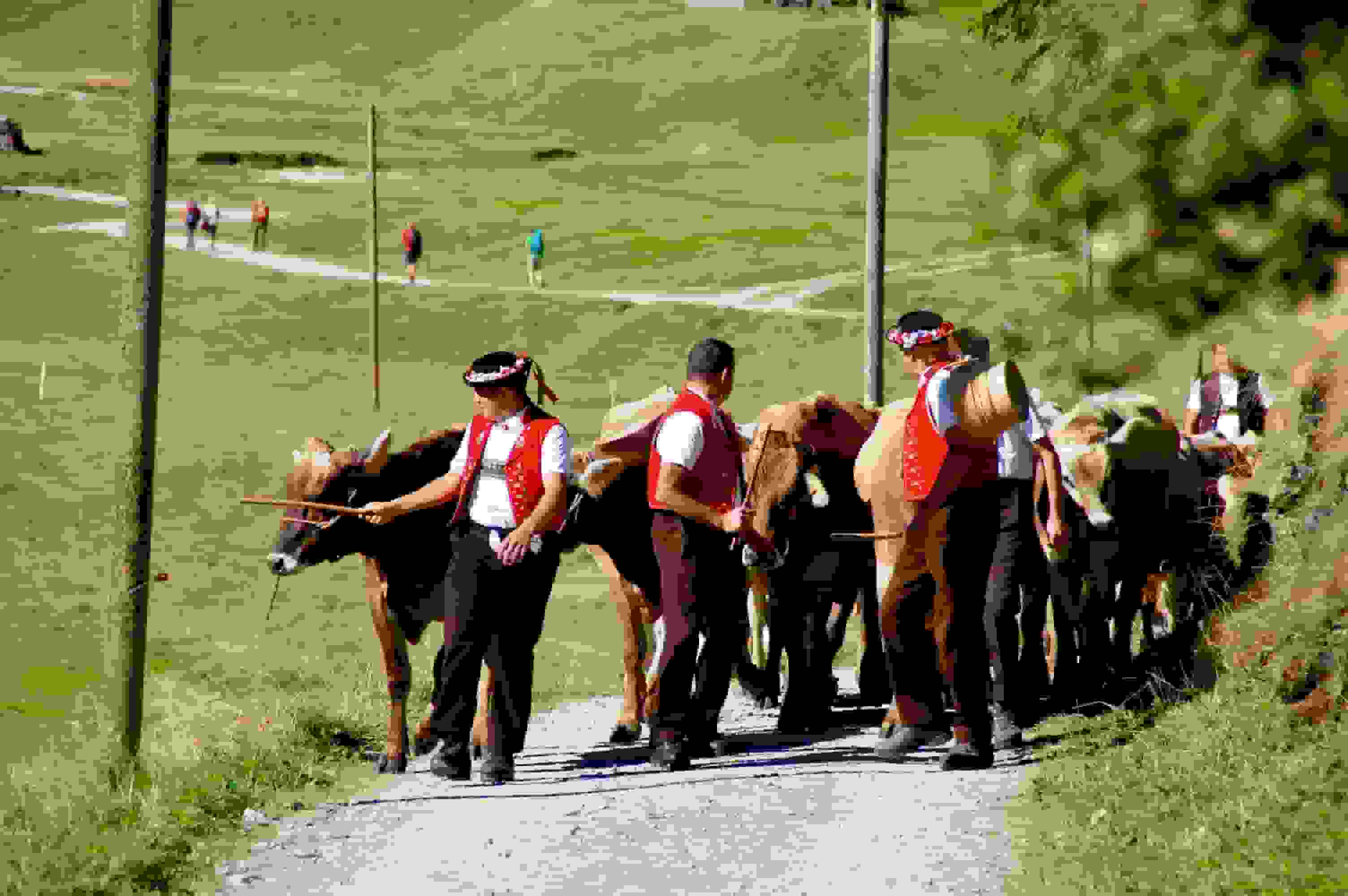 Alpabzug auf der Alp Sämtis