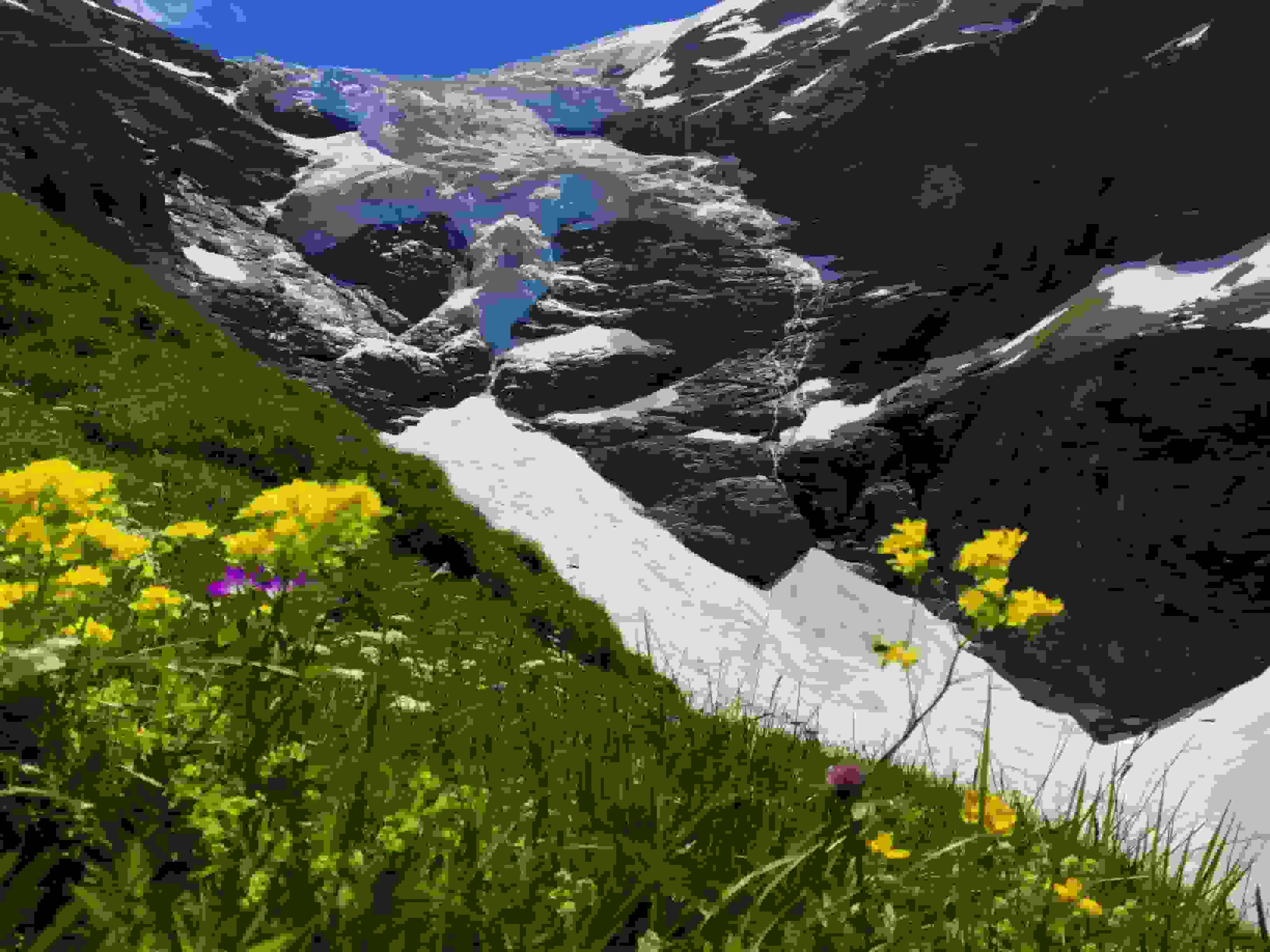 Blühende Alpenwiesen und dahinter der schwindende Obere Grindelwaldgletscher