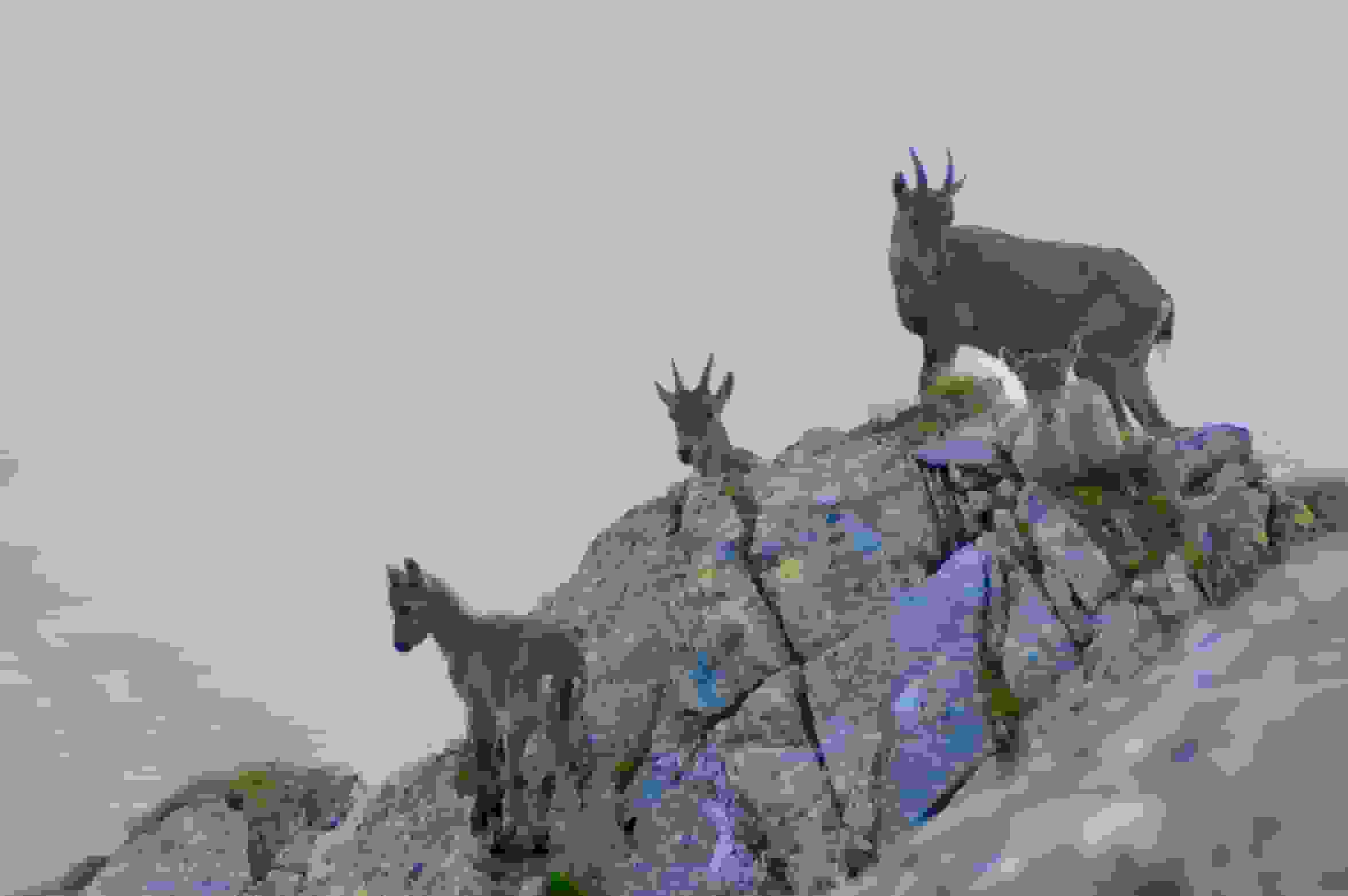 Steingeissen mit ihren Jungen leisten mir Gesellschaft