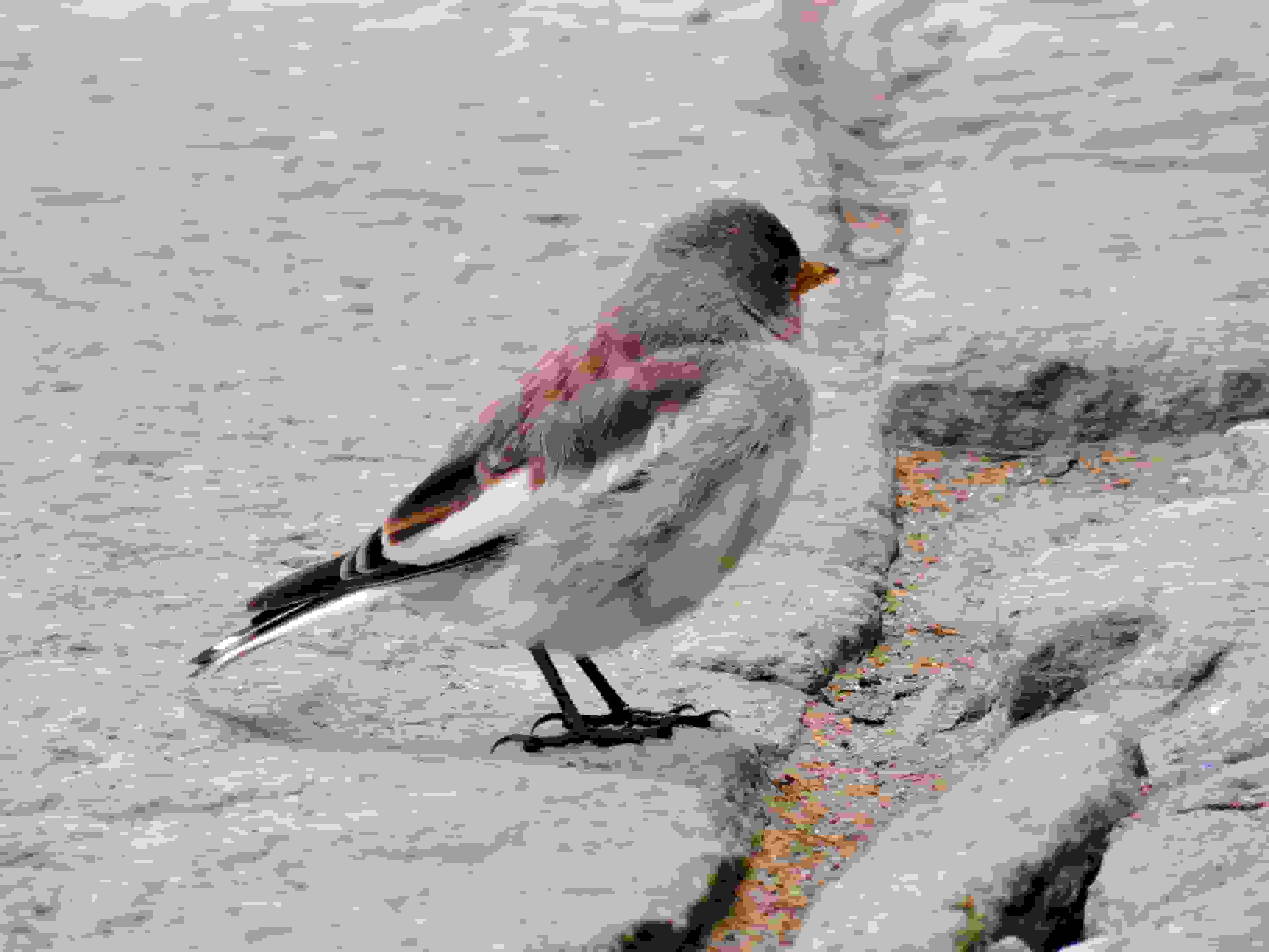 Ein Bergfink auf der Terrasse der Capanna Gnifetti