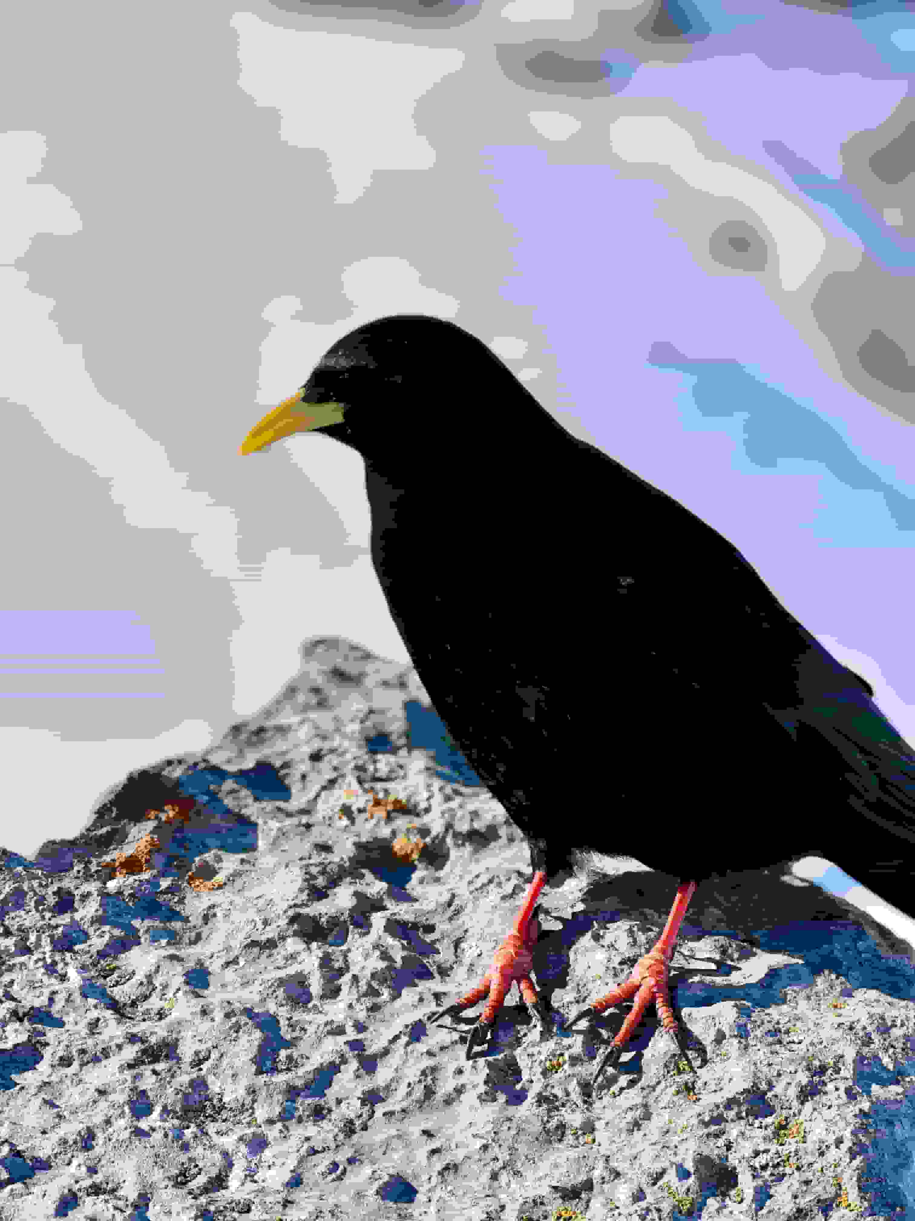 Die Dohlen zeigen wenig Scheu