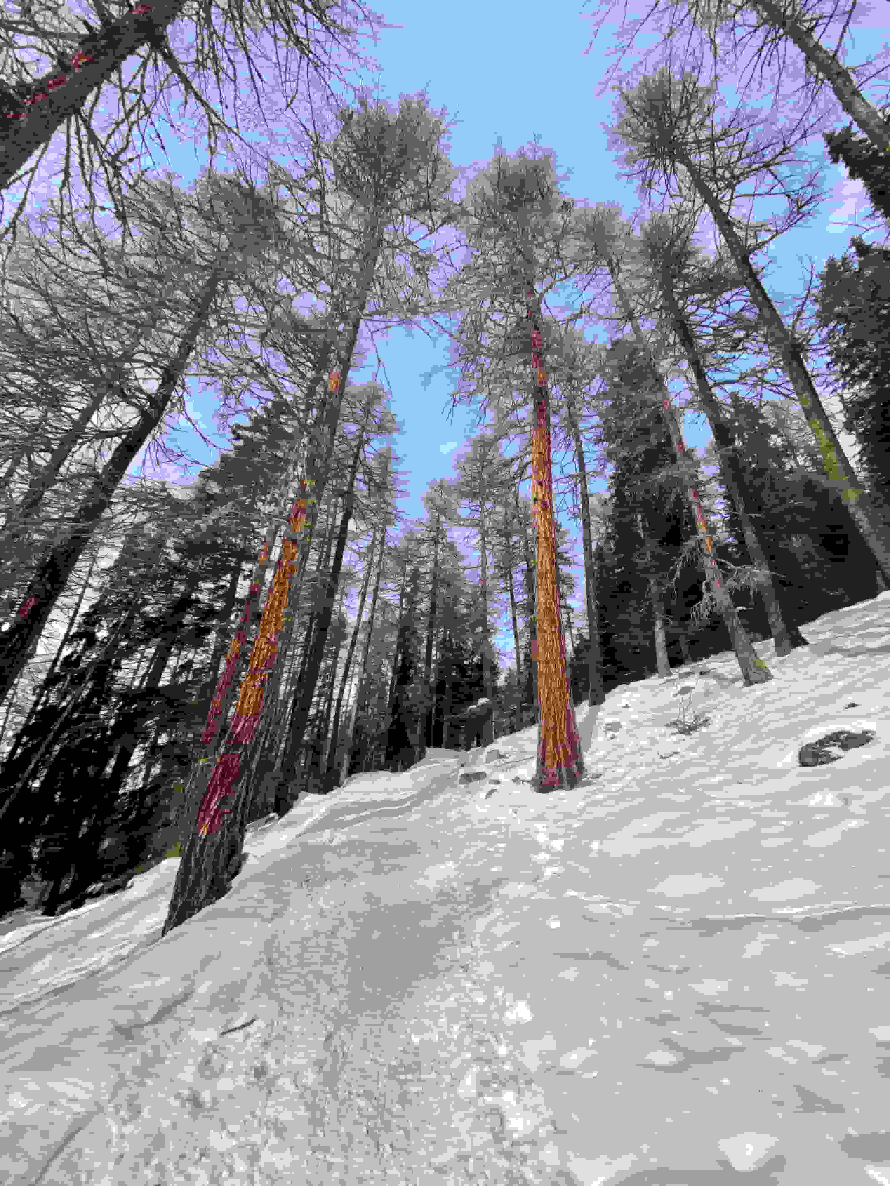 Aufstieg durch Arvenwälder zur Alp Sura