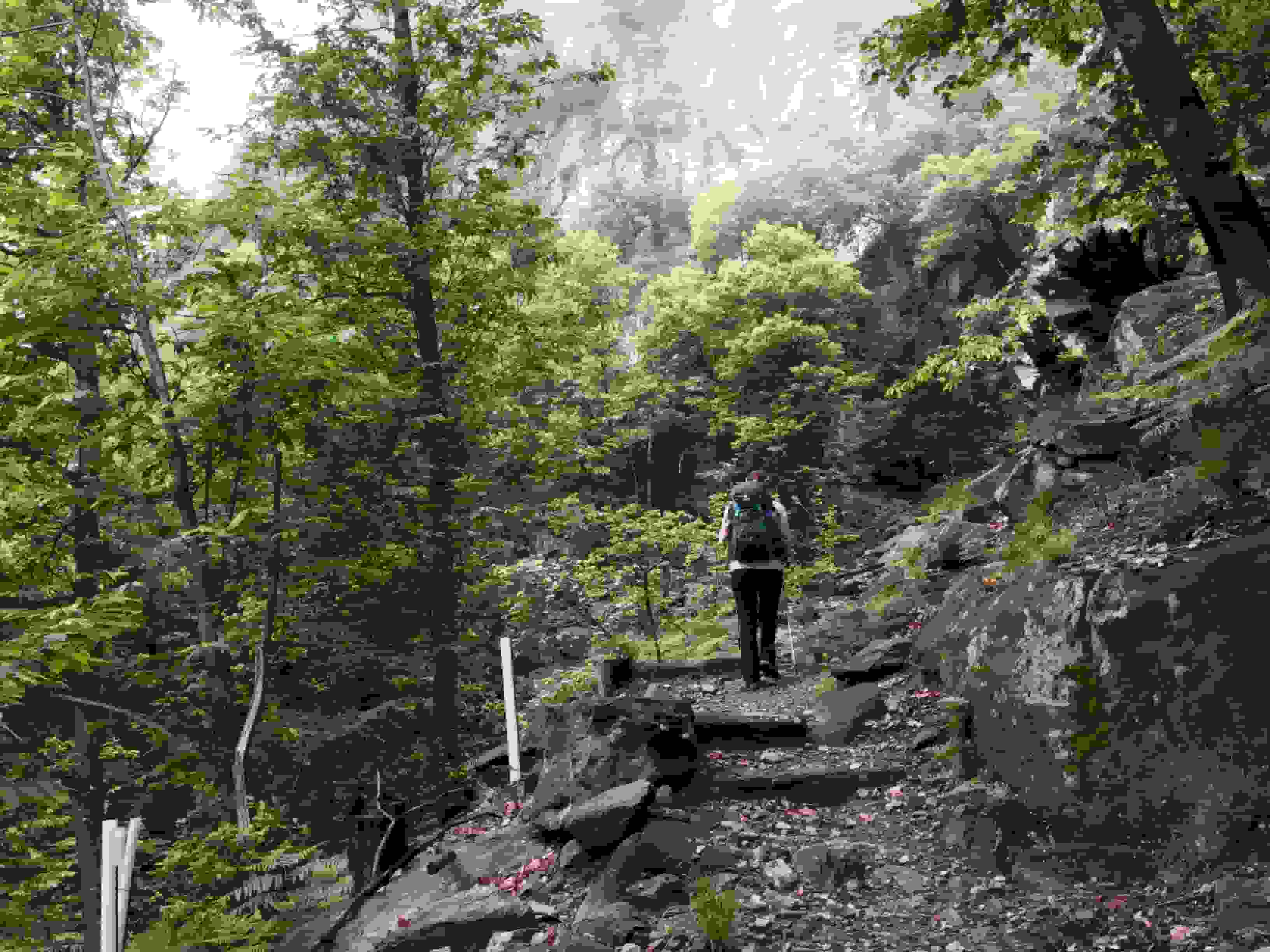 Aufstieg durchs Grün.