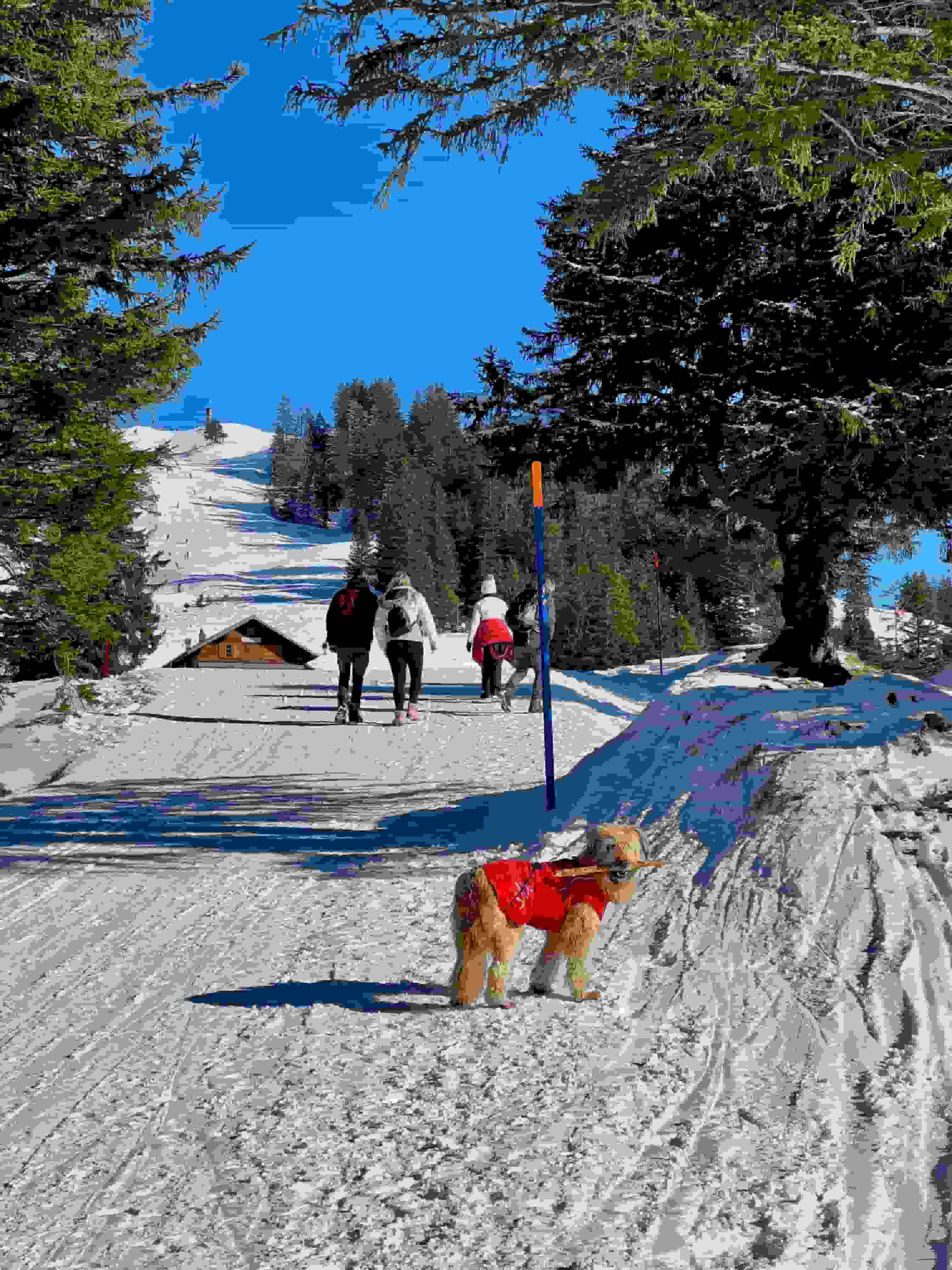 Müsliegg - hier folgt man dem Winterwanderweg