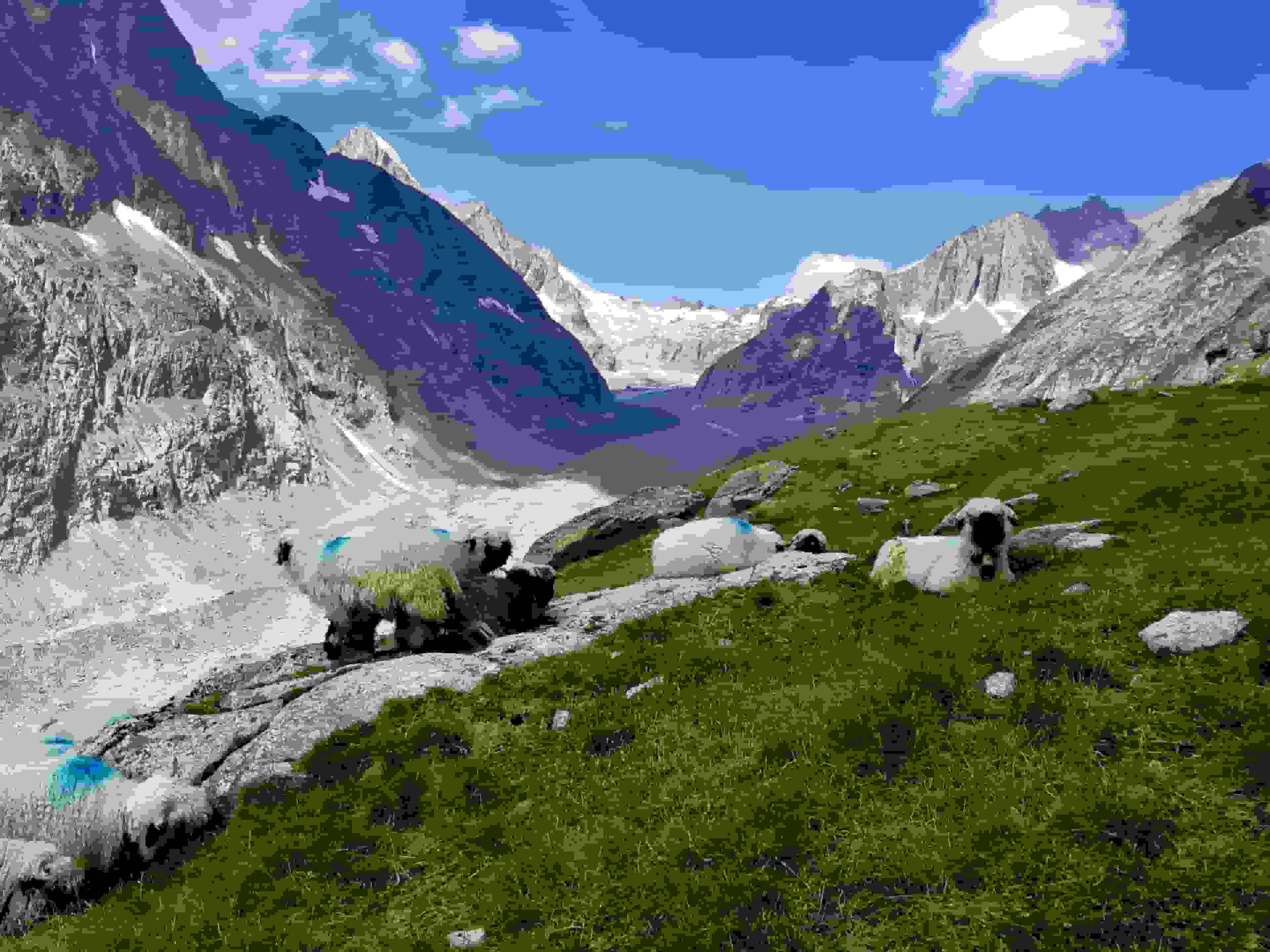 Schwarznasenschafe (Foto: Ricky)