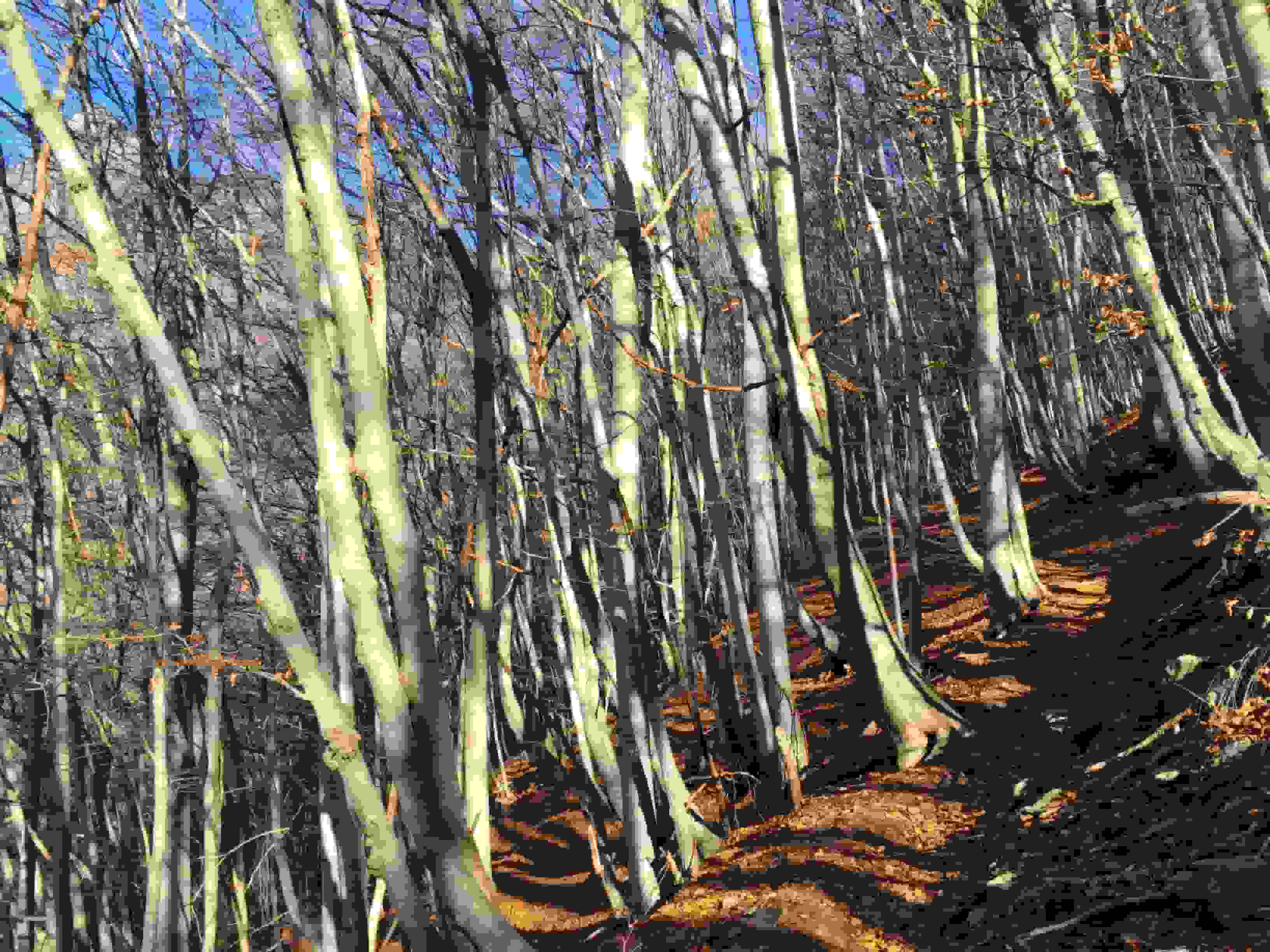Ich sehe vor lauter Bäumen den Wald kaum mehr