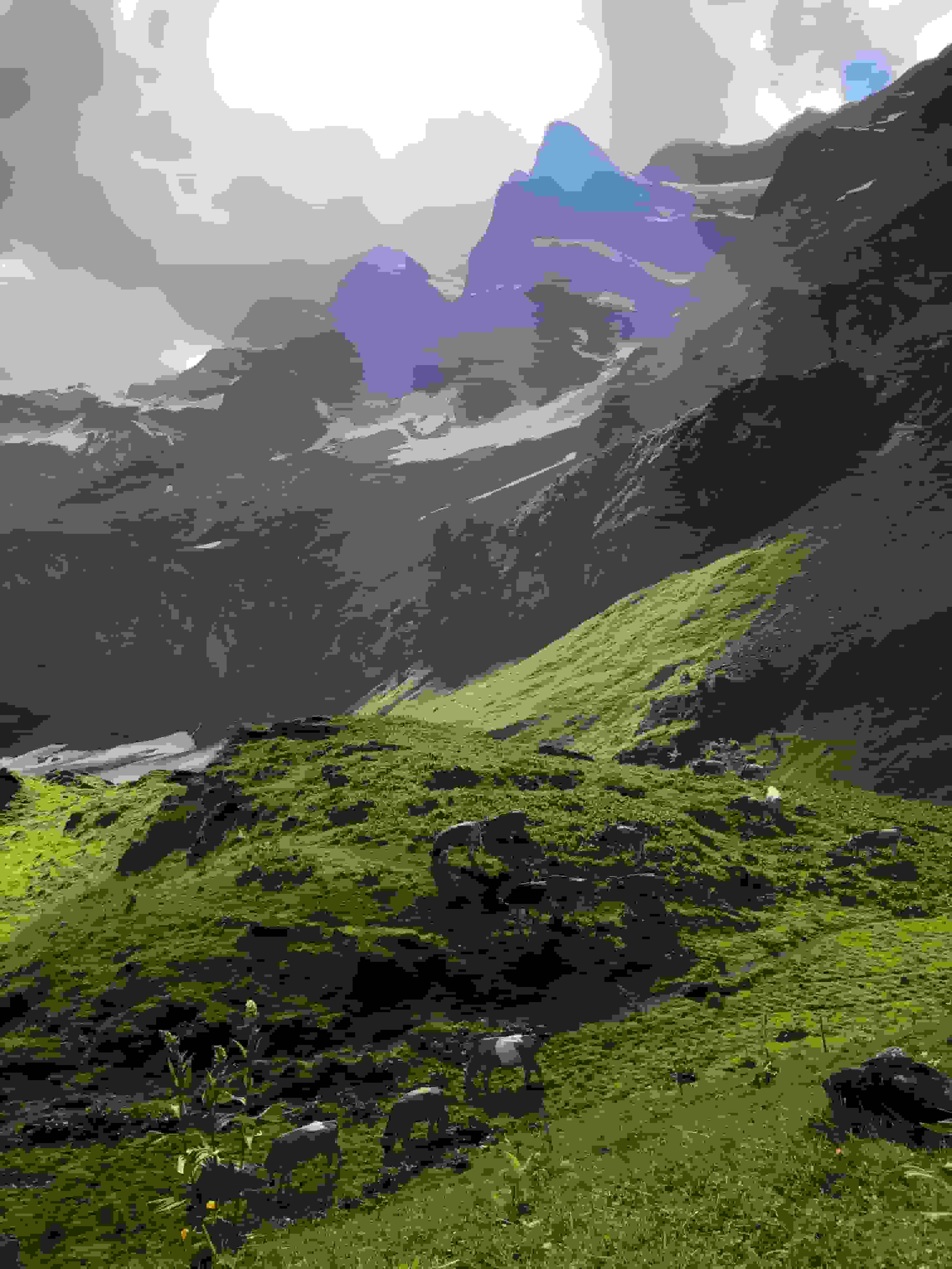 Nach dem Melken gehen die Kühe auf die Nachtweide