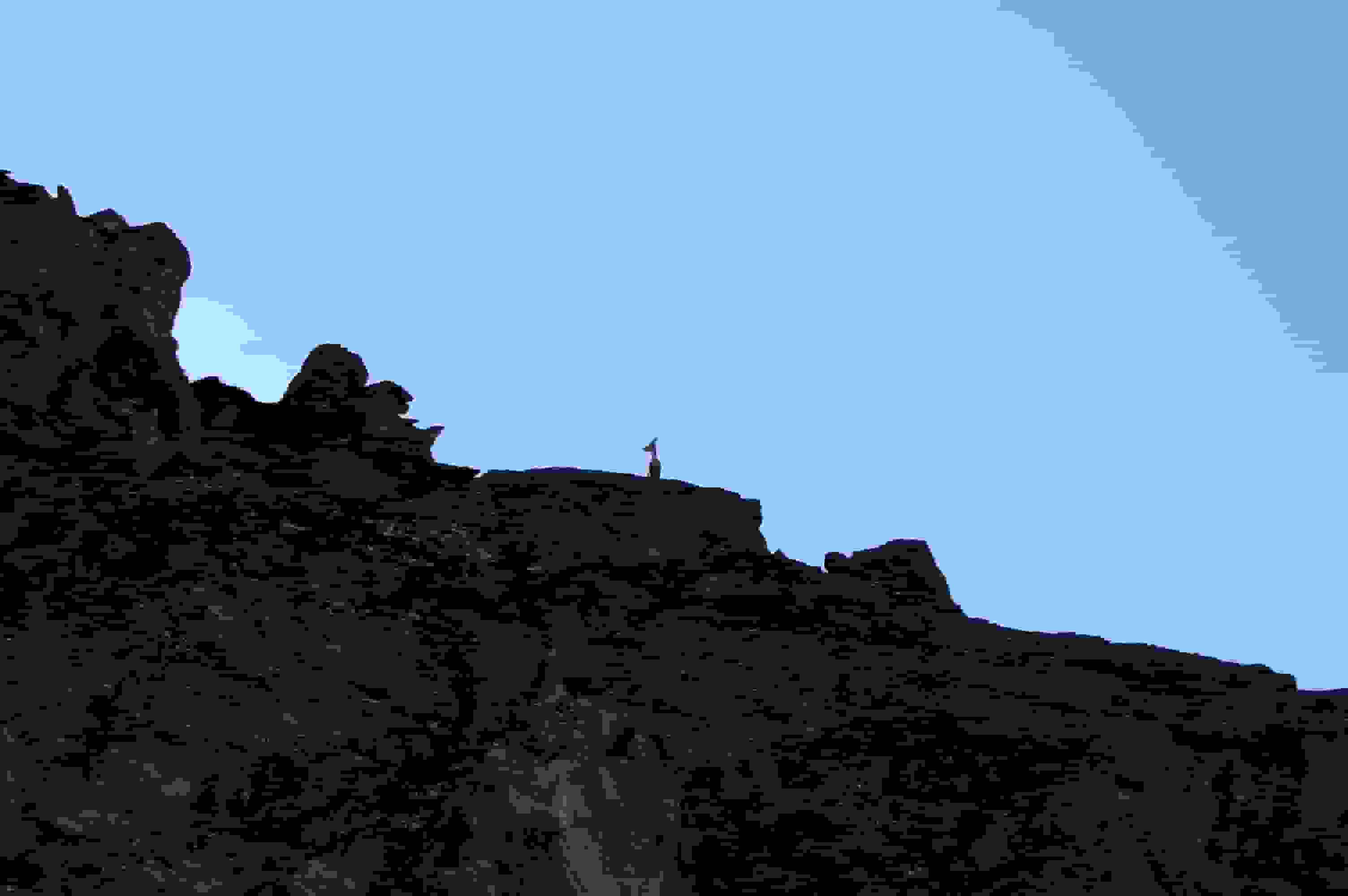 Eine Steinziege am SSW-Grat des Diablons