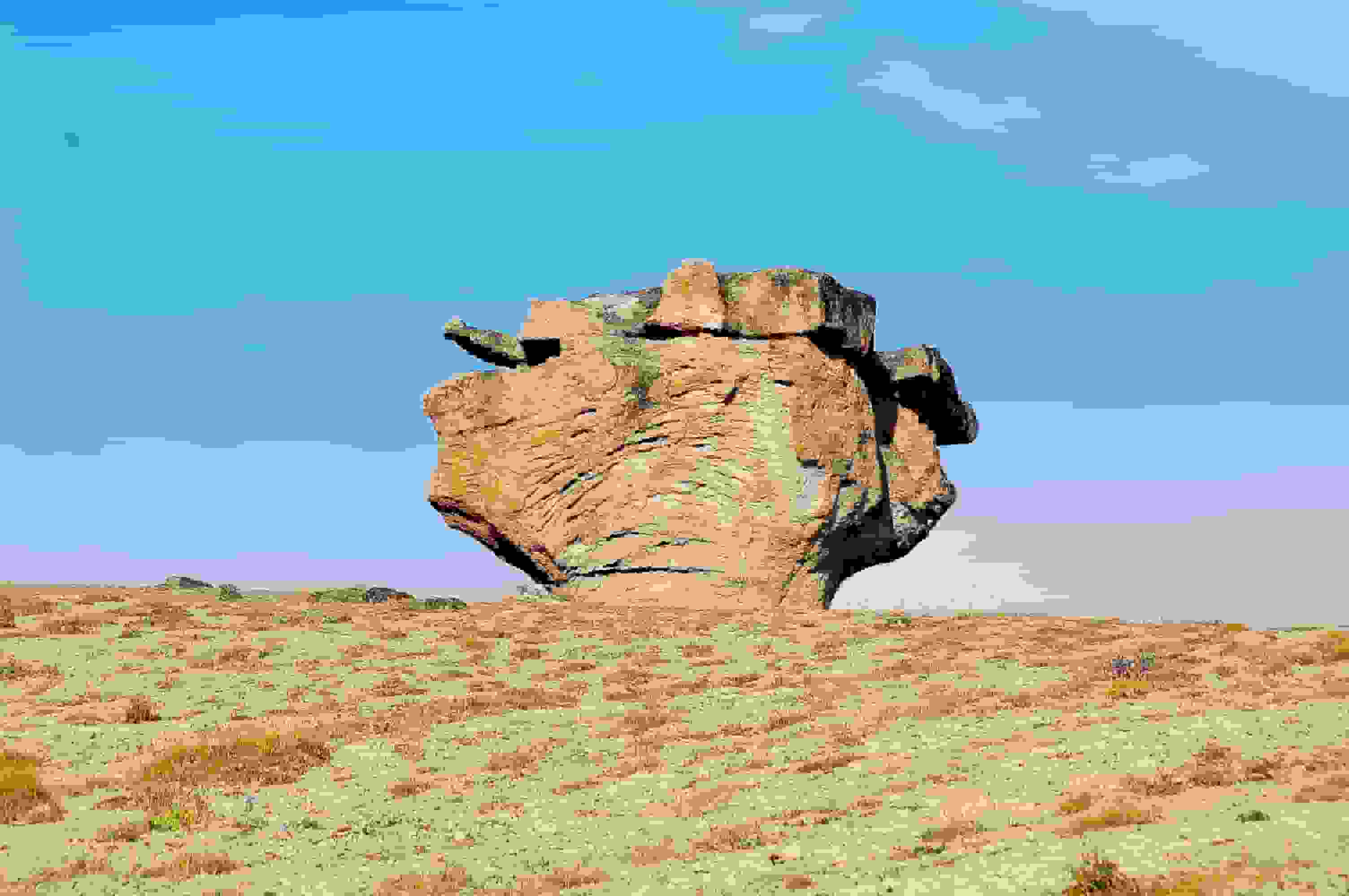 Einer der Steinpilze. Leider ungeniessbar.