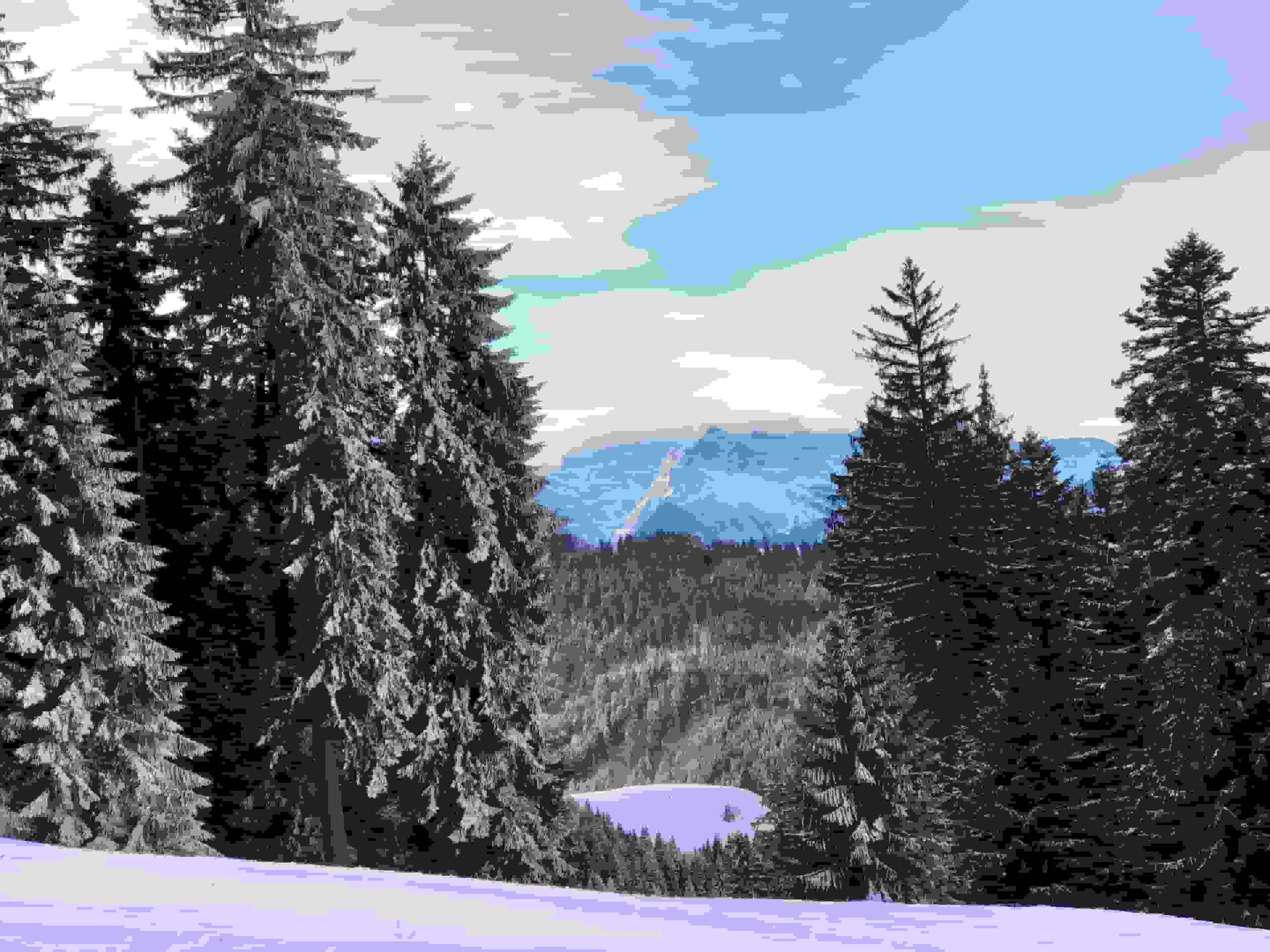 Zwischen den Tannen sehen wir den Glärnisch