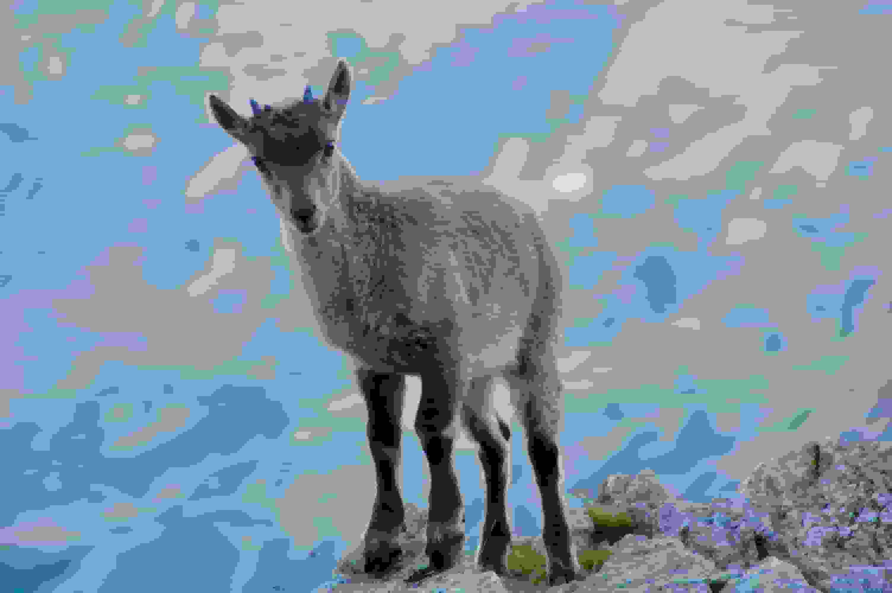 Aufmerksam und scheu