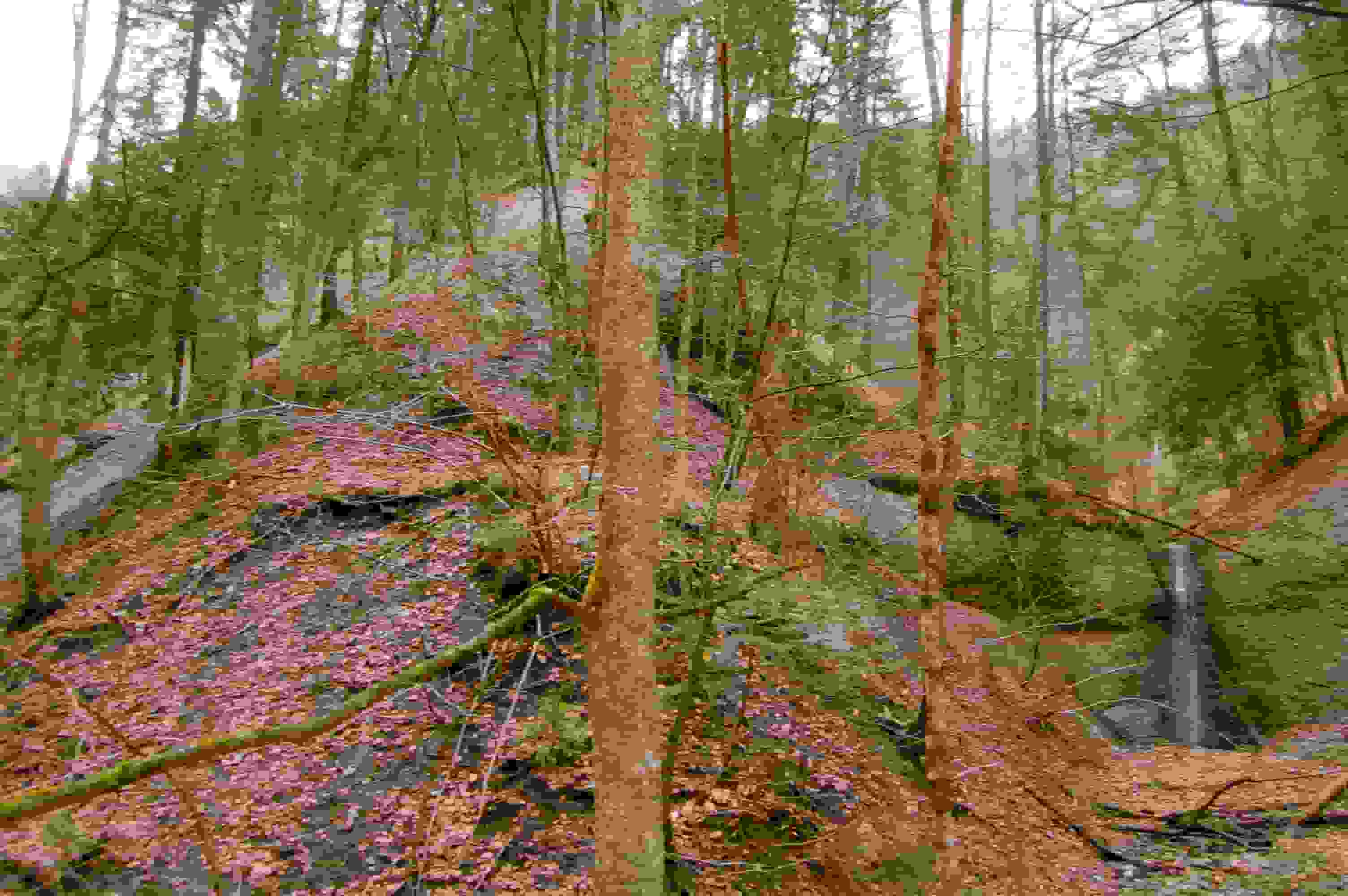 Der Geländesporn am Hörnli