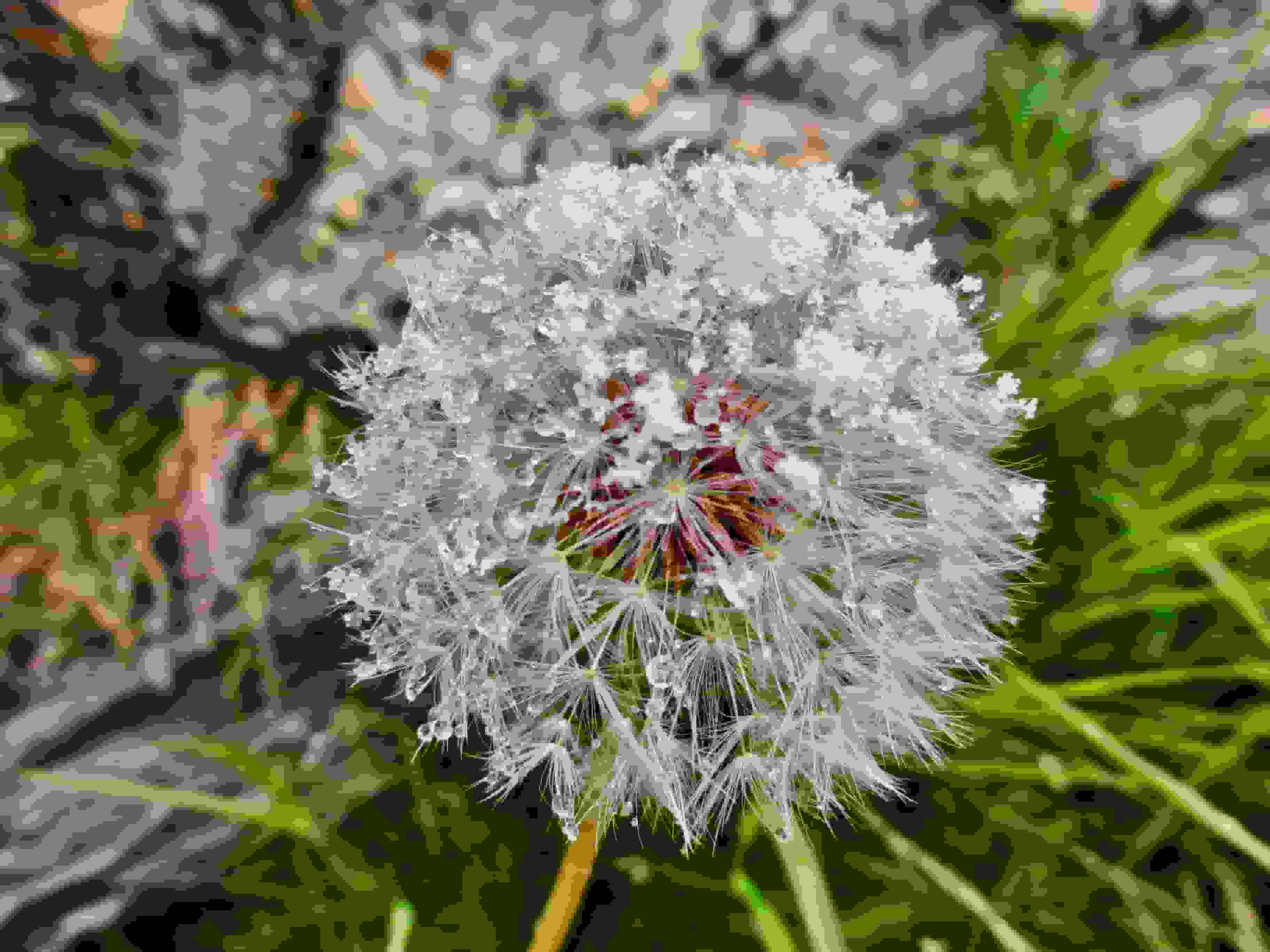 Löwenzahn mit Schnee