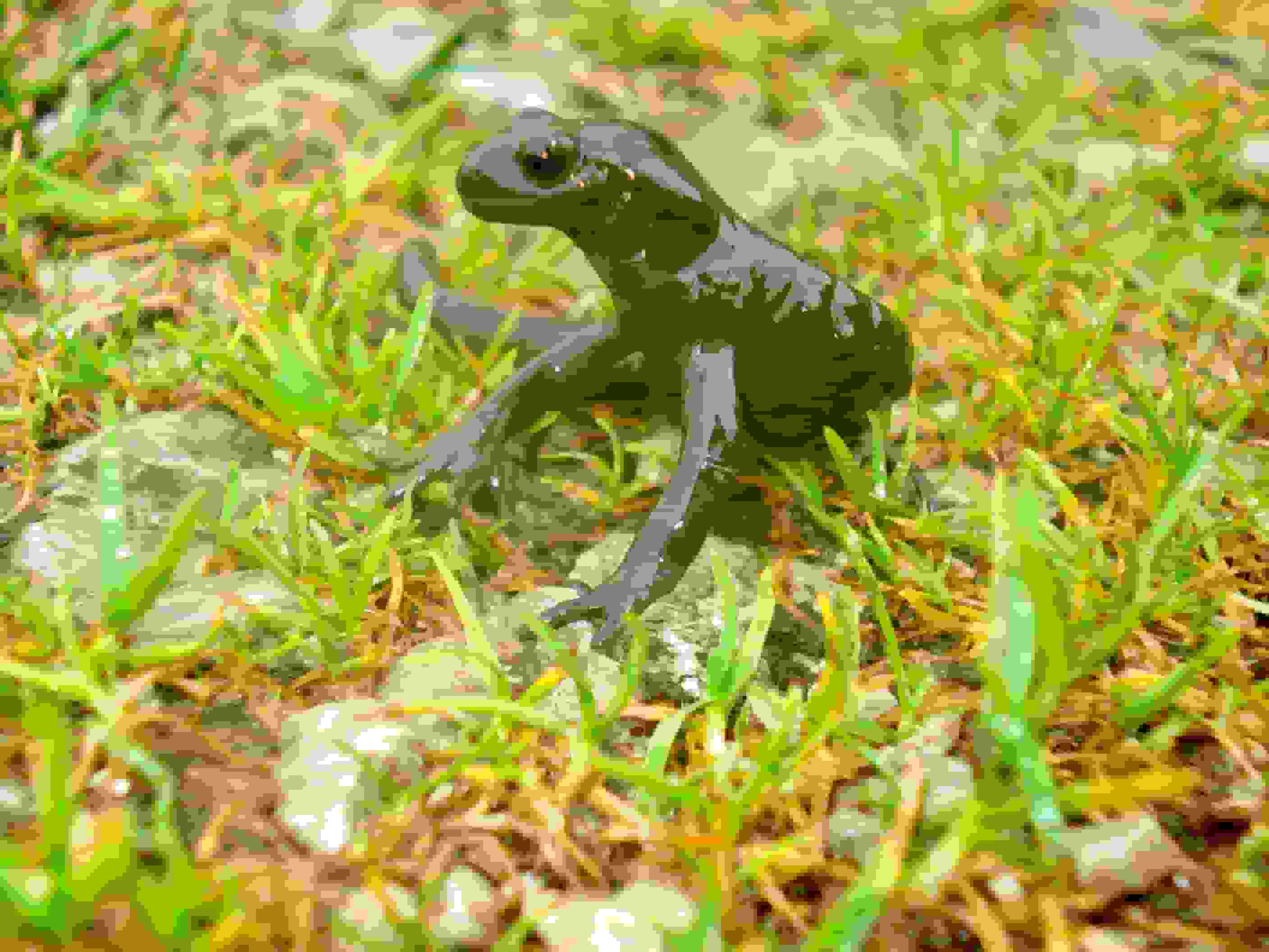 Ein Salamander