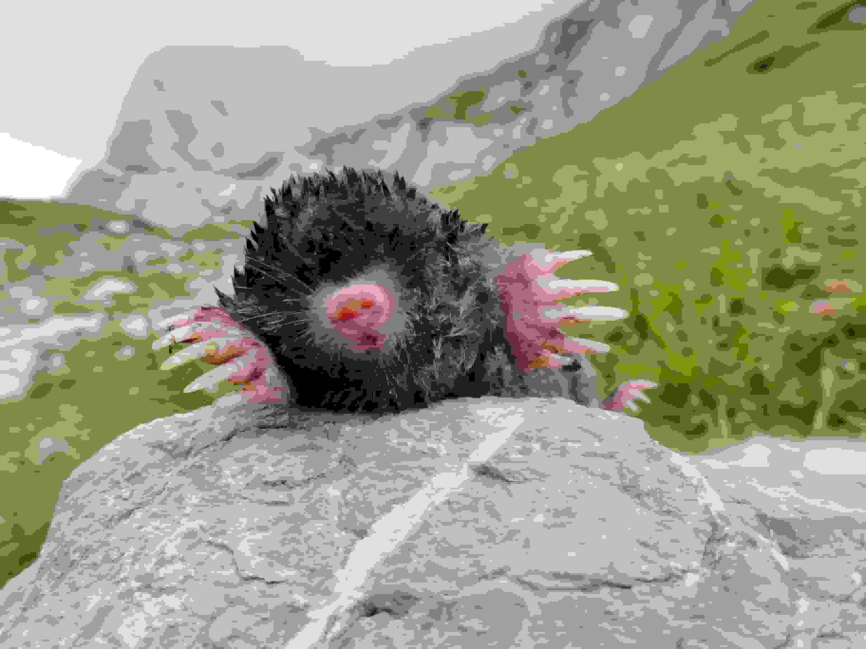 Maulwurf - leider ein totes Exemplar